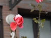 img2008-11-22_022_schnee-rose.jpg