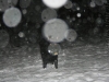 img2008-11-23_031.jpg